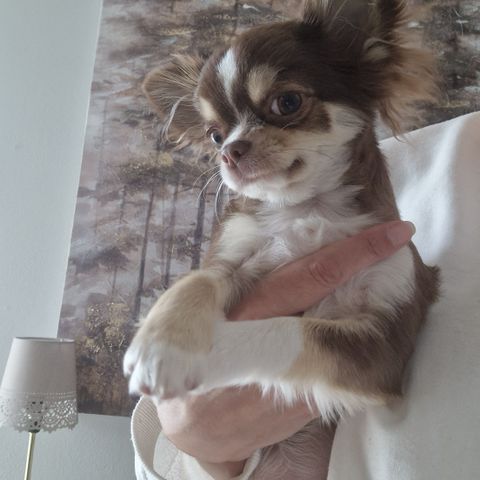 Vakker Chihuahua tispe valp tilsalgs 🐶🌸❤️