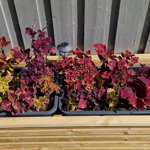 Coleus / Praktspragle