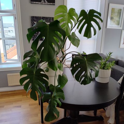 Monstera