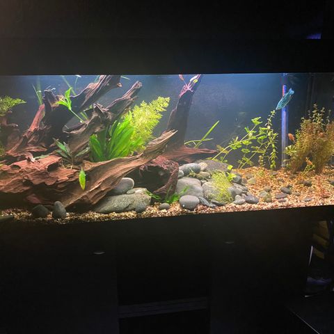 Akvarium 250L + utstyr