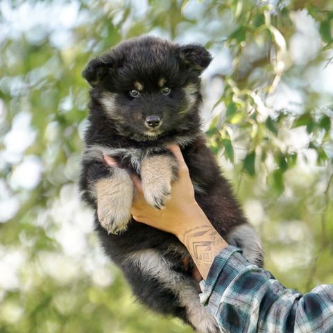 Finsk Lapphund tispevalp