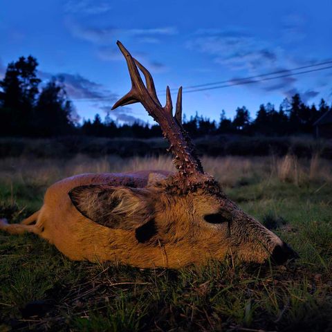 Bukkejakt ønskes i Telemark og omegn