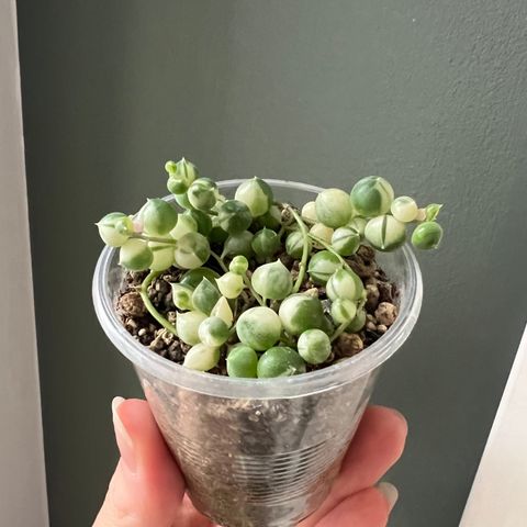 Senecio rowleyanus variegata plante