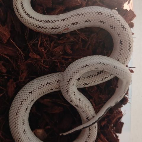 B.1. 0.1 Lampropeltis californiae. Kongesnok, Extreme high white