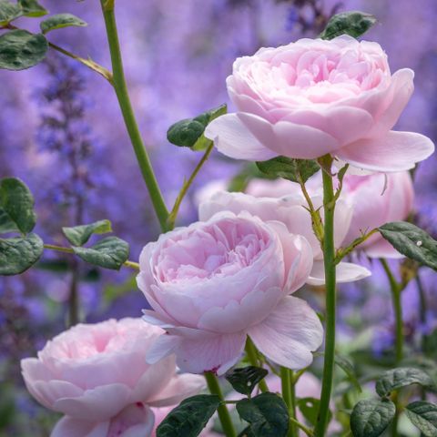 One of the most poluar David Austin rose, Queen of Sweden