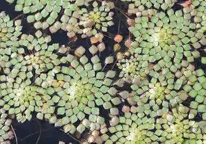 Ludwigia sedioides mosaikkplante