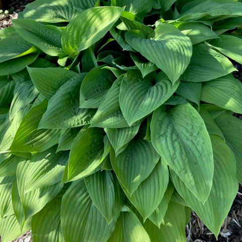 Staude Bladlilje/Hosta