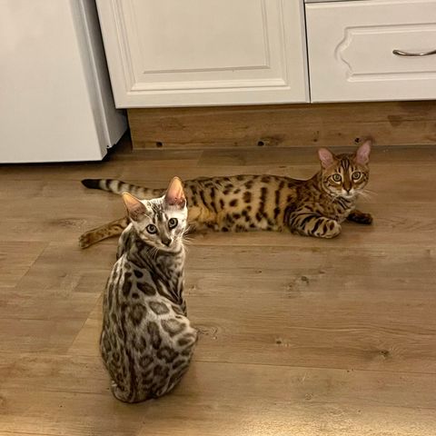 2 Bengaler + masse utstyr