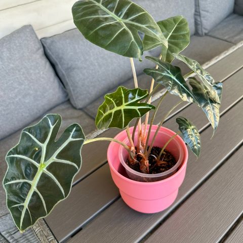 Alocasia Bambino&Pink dragon