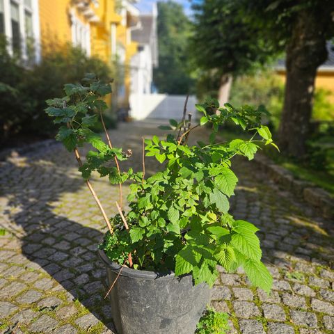 Stor bærbusk, Bringebær og blåbær