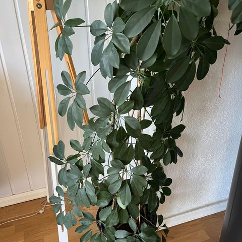 Schefflera