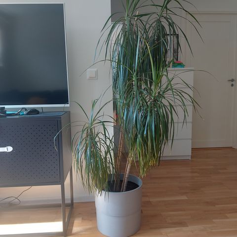 DRACAENA MARGINATA - med potte