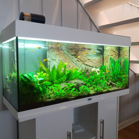 Juwel 240-liter akvarium selges