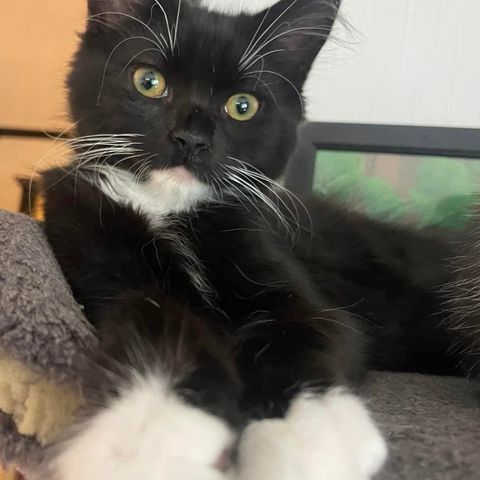 Chille, skjønne kjærlige kattungen BELLAMY 🖤 Adopter fra Lucas Org. 🐾