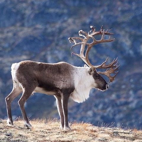 Jaktkort Villreinjakt Hardangervidda øst