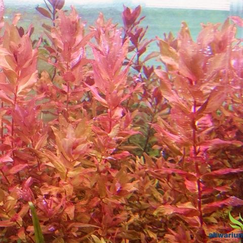 Akvarie planter Rotala Macrandra red