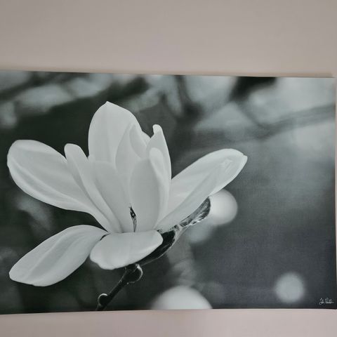 Ikea magnolia bilde