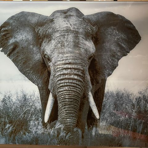 Fotoprint / bilde på glass - elefant (120x80)