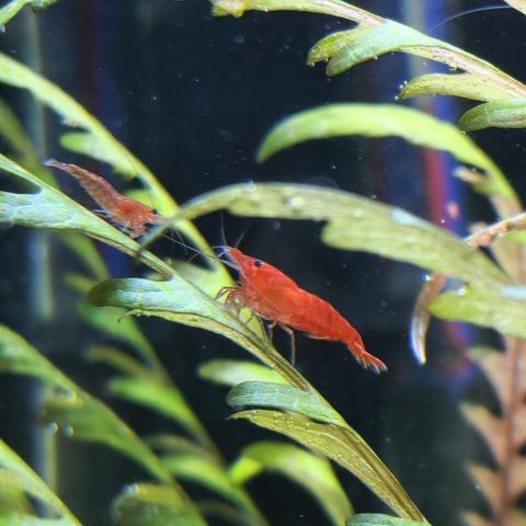 Reker Neocaridina Davidi Red Cherry