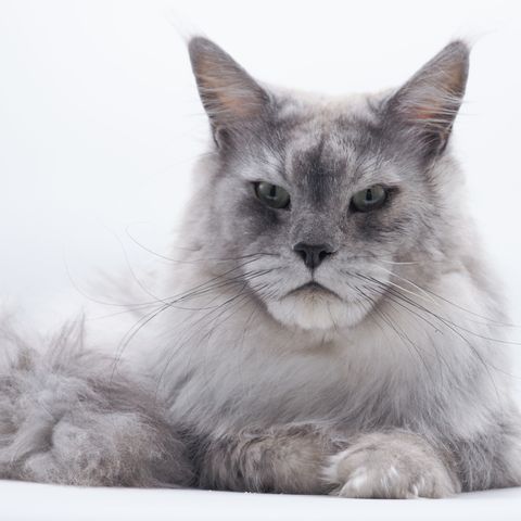 Maine Coon Kattunger ventes