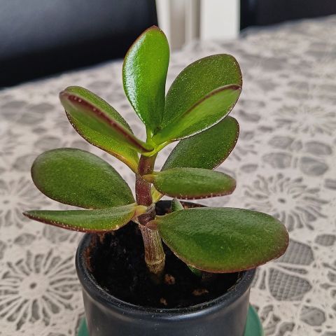 Pengetreplante i søt potte med skål