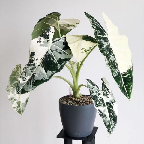 Alocasia Frydek Variegate