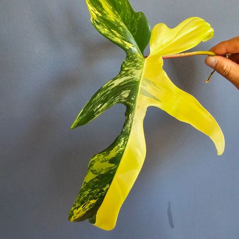 Philodendron Florida Beauty stikling