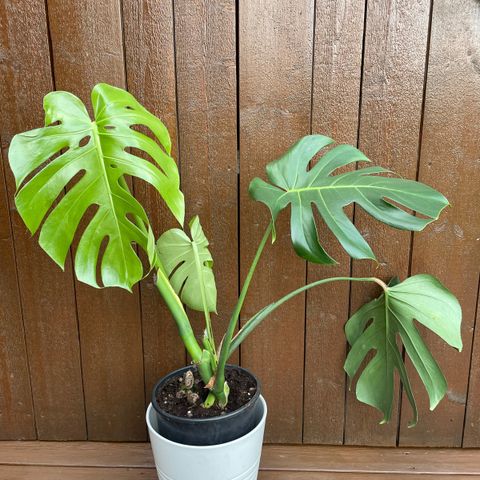 Monstera plant