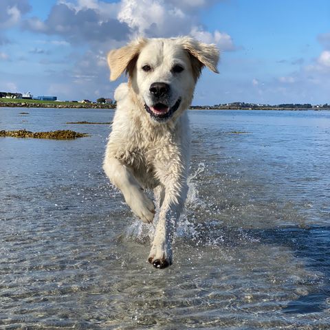 Golden retriever hanne 4år ser etter nytt hjem❤️