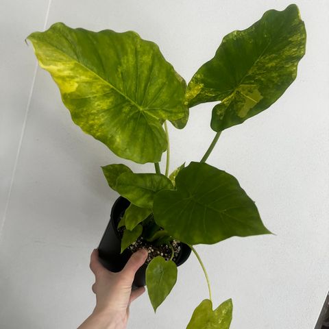 Alocasia Gageana Aurea Variegata