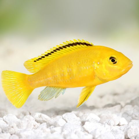 Yellow cichlid