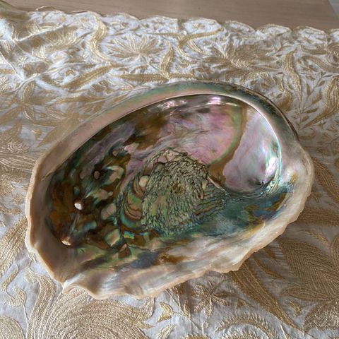 Stort abalone shell