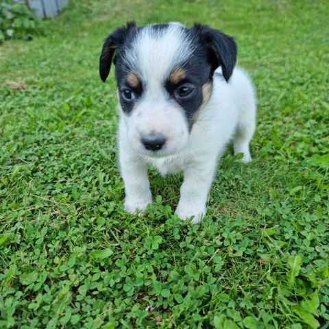 KUN HANNHUND IGJEN Dansk-svensk gårdshund  jack-russel blanding