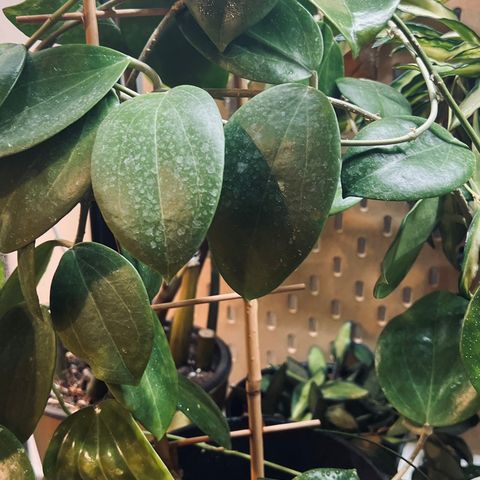 Hoya Pentaphlebia