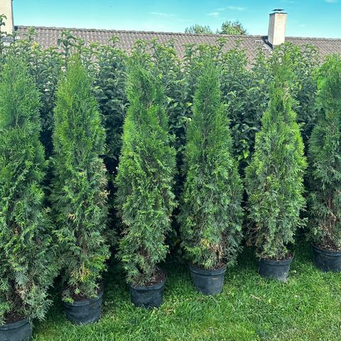 Thuja smaragd 6 stk 160cm ( reservasjon )