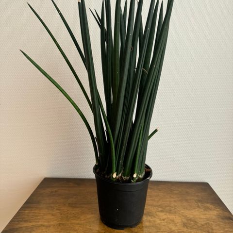 Sansevieria plante