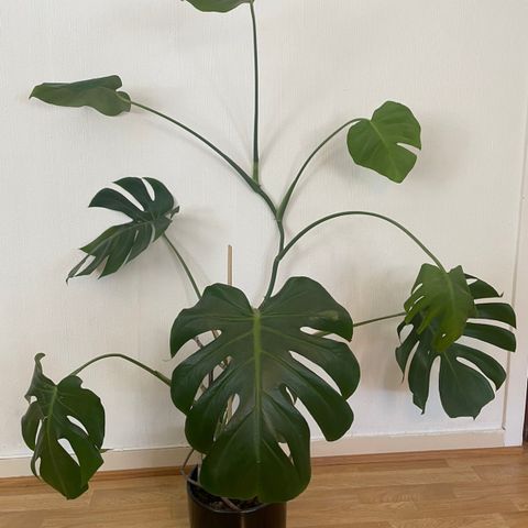 Stor Monstera