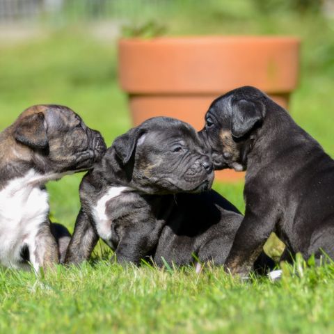 Dogo Presa Español.