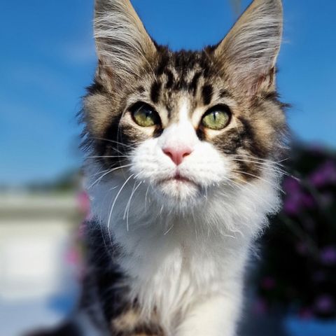 Maine Coon kattunger