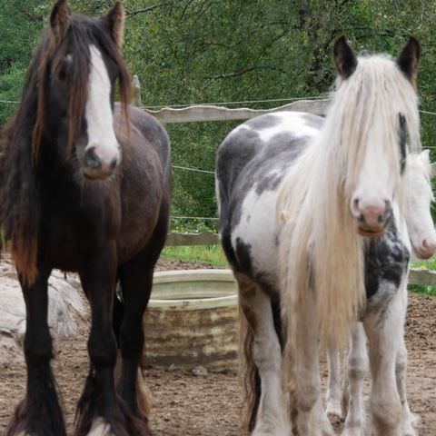 Gypsy Cob / Tinker / Irish Cob