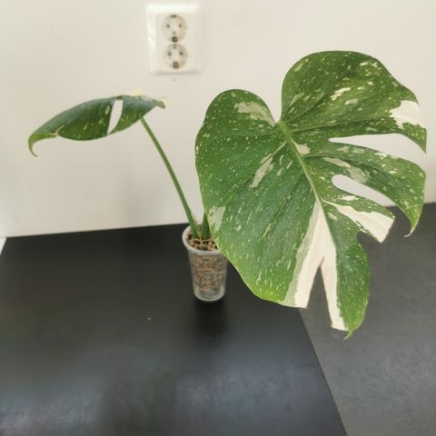 Monstera Constellation Thai