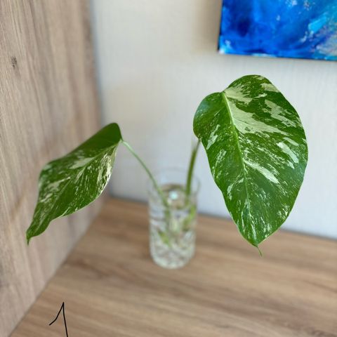 Rotet Monstera Variegata