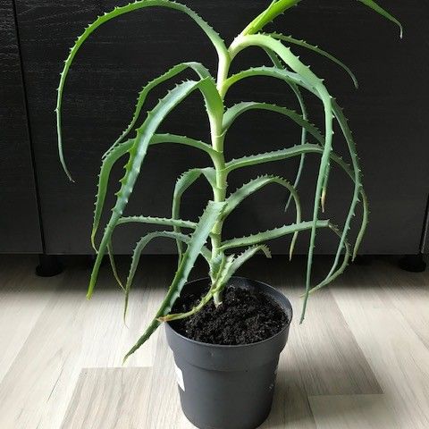 Aloe Vera