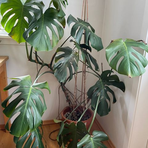 Monstera selges