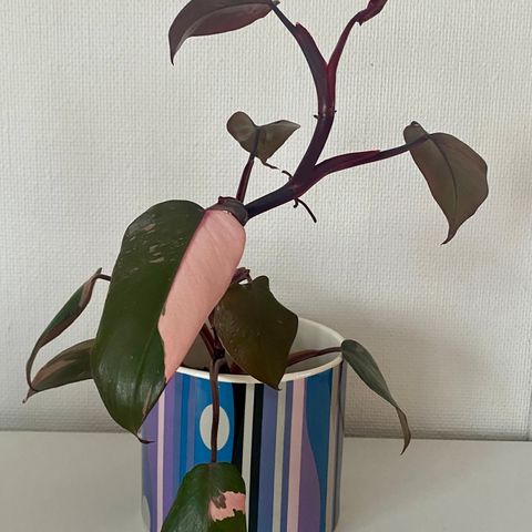 Trendy og nydelig plante Rosa grønt Philodendron Pink Princess with Pot