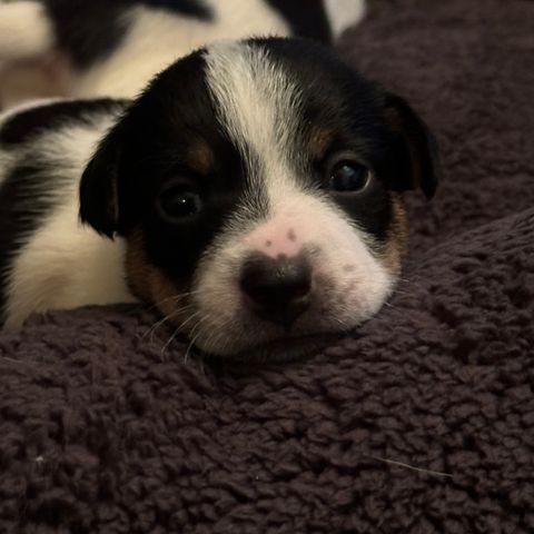 Jack russell valper tricolour! Leveringsklare i begynnelsen av oktober