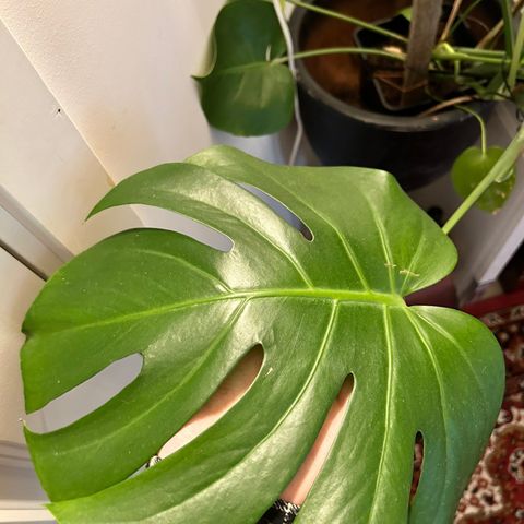 Monstera Stiklinger 50 per stykk