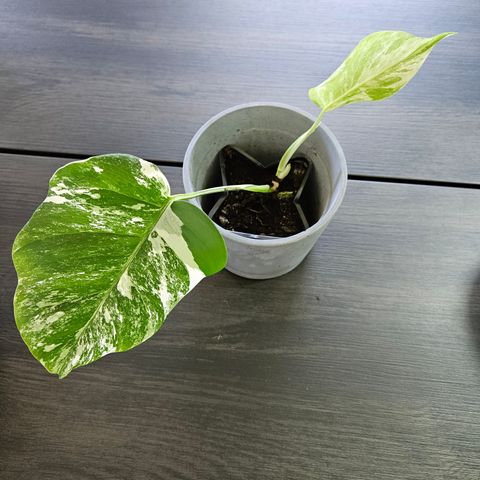 Monstera Variegata 3 stk