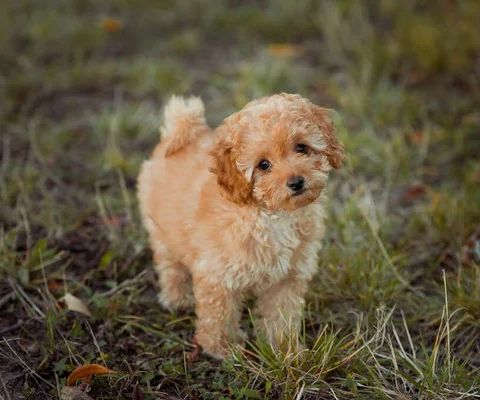 Ønsker liten hund/valp - Gjerne omplassering