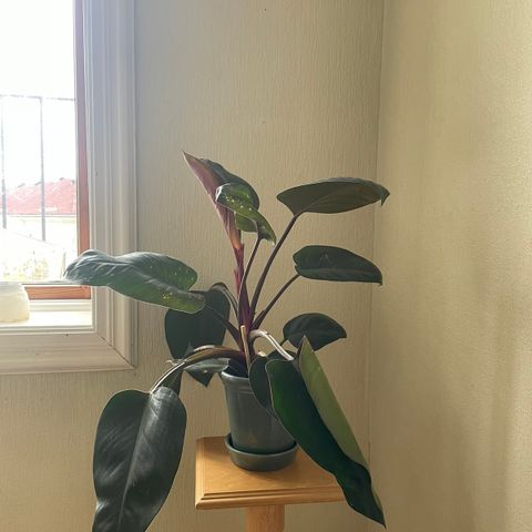 Philodendron selges billig